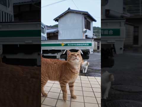 猫島を散歩していたら雨が降ってきたので軒先で雨宿りしていたら猫たちもやって来た #猫 #猫島(YouTube)