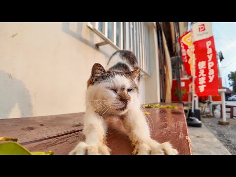 外にあるカフェのベンチで猫が寝ていました(YouTube)