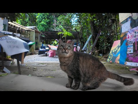 通り掛かる人におやつをねだる猫(YouTube)