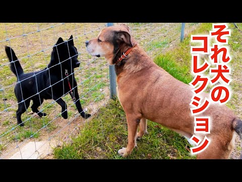 【愛犬を守る道具】それって１頭だけの問題では無いですよ（多島飼育の末路）(YouTube)
