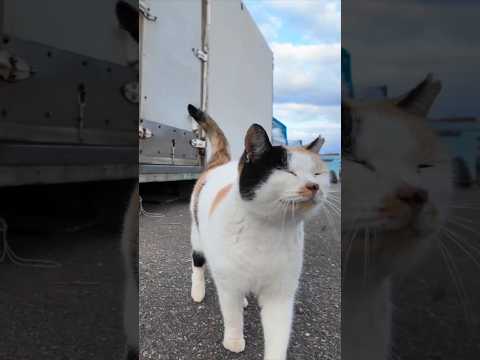 漁港にいるハートマークの三毛猫ちゃんはいつも寄ってきてカワイイ(YouTube)