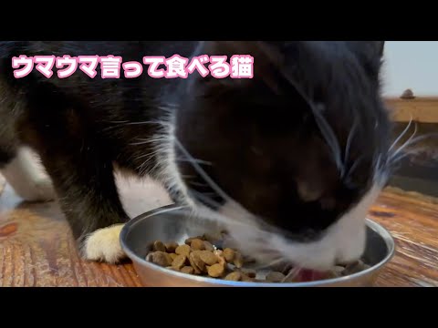 ウマウマ言いながら夕ご飯食べるハチワレ猫  2025 01 18 2(YouTube)