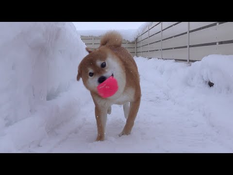 我が家の柴犬は雪が降ると、別人になる。(YouTube)
