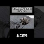 荒ぶり方が可愛すぎる猫ハムちゃんw #shorts(YouTube)