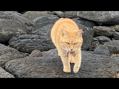 感動猫動画 のライブ配信(YouTube)
