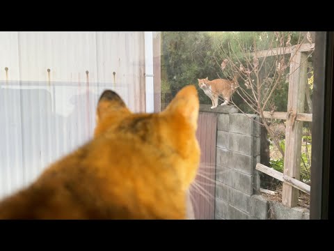 お外に見知らぬ猫が…！子ども猫が謎の行動をしながら釘付けになってしまいました(笑)(YouTube)