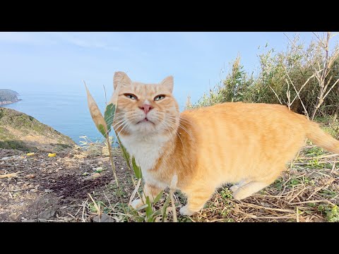 人懐っこい茶シロ猫ちゃんと一緒に島の絶景ポイントへお出掛けする(YouTube)