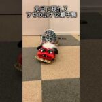 獅子舞になりきるネコ #ルトロゼ #ベンガル #cat(YouTube)