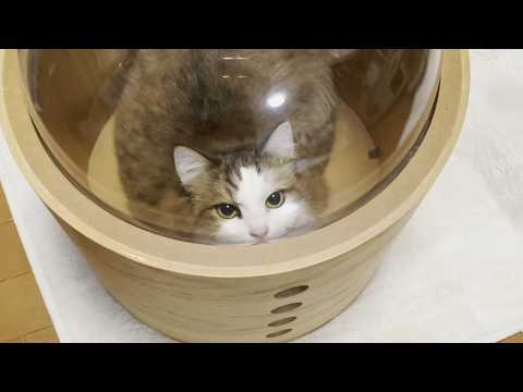 小さい穴からひのきのことを覗く猫(YouTube)