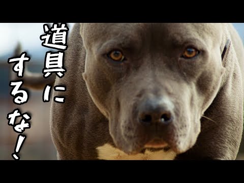 ピットブルを道具にしないで！(YouTube)
