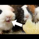 【激カワ】普段見れないモルモットの笑顔に飼育員も笑が止まらない！？www(YouTube)