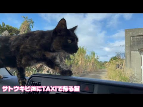 サトウキビ畑からTAXIで通うサビ猫お一人様   2025 01 16 2(YouTube)