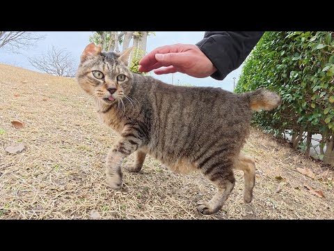 ベロを出したおじいちゃんキジトラ猫が公園の広場をパトロールする(YouTube)