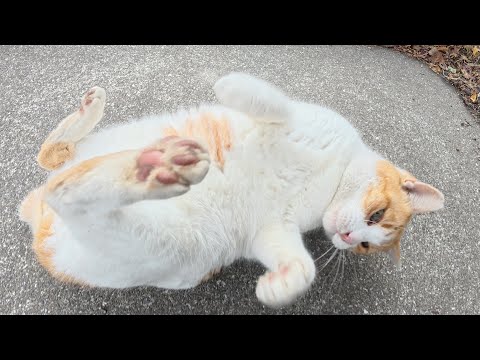 丸々と太った茶シロ猫がコロンと寝転んでお腹を見せてきた(YouTube)