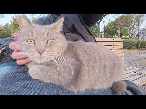 気まぐれのトトロ猫ちゃんがひざの上にのってくれた(YouTube)