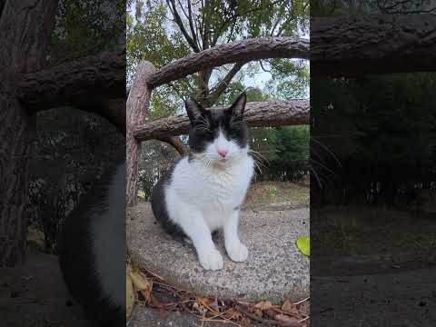 ハチワレ猫にマイクをパクられそうになった #猫 #cat #ネコ(YouTube)
