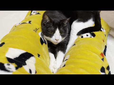 目の前にくつろぐポイントが複数出現すると猫はパニックになる(YouTube)