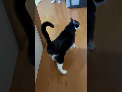 最後、頭、ゴンって(YouTube)