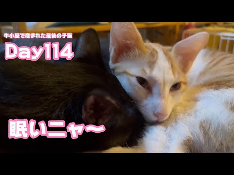 まだ眠いニャ～  牛小屋で産まれた最後の子猫 Orion Day114  2025 01 03 1(YouTube)