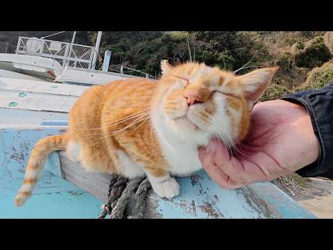 ボートの上でリラックスする茶シロ猫ちゃんをナデナデする(YouTube)