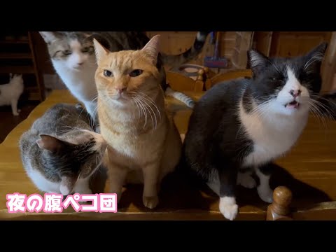 夜の旗ペコ団  ネコアギ食堂は閉店しました 明日朝また起こし下さいね  2025 01 25 1(YouTube)