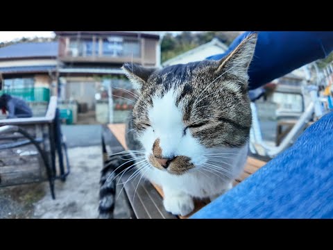 猫がトコトコ歩いてきて穏やかに隣に座ったかと思ったらいきなり他の猫と喧嘩(YouTube)