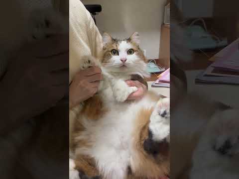 俺に何をさせる？(YouTube)