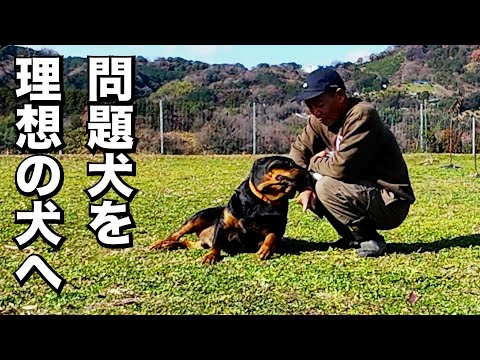【理想のドッグライフ】自分の色に染める事です！(YouTube)