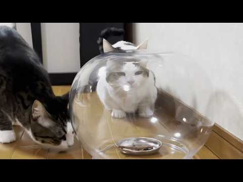 「一粒のオヤツでも残したら罰が当たる」と思ってる猫(YouTube)