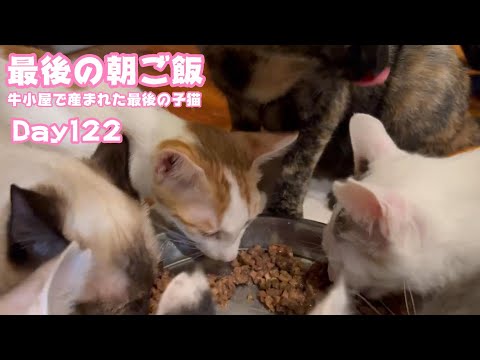 2025 01 11 1  最後の朝ご飯 牛小屋で産まれた最後の子猫 Orion Day122(YouTube)