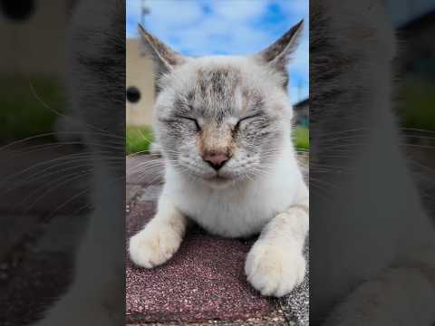 #ねこかわいいね(YouTube)