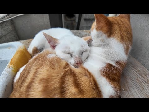 猫島の港の猫親子、引っ付いて寝てます(YouTube)