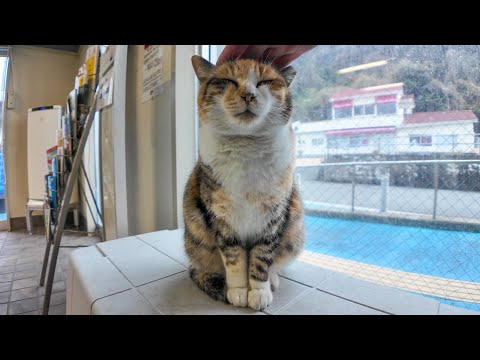 正月休みも終わっていつものフェリー乗り場は猫がノンビリ寝てました(YouTube)
