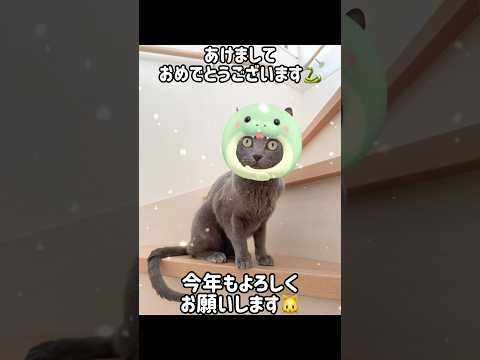あけましておめでとうございます🐍 #shorts(YouTube)