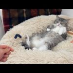 猫じゃらしで爆睡中の猫の肉球をこちょこちょしてみたらまさかのリアクションが返ってきましたwww(YouTube)