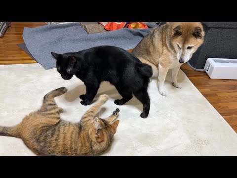 予定がぎっしり詰まった黒猫の忙しそうな一日(YouTube)