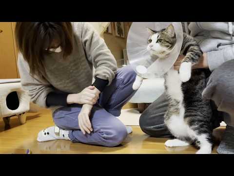 凶暴化する猫にエリザベスカラーを付けて爪を切った結果・・・(YouTube)