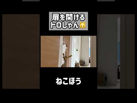 扉を開けることを覚えた猫 #shorts(YouTube)