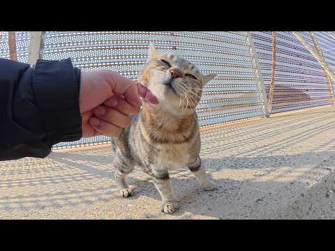 柵の向こう側にいたアメショー猫が回り道をして会いに来てくれた(YouTube)