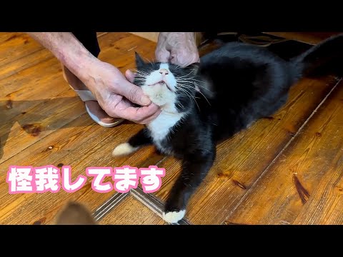 怪我してしまいました  ハッチ  2025 01 23 1(YouTube)
