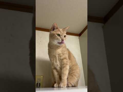 ハッ、ハッ、ハックション！(YouTube)