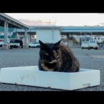 【今週のボツ動画】今週撮った短い未公開動画まとめて公開-unreleased video of this week-2025/1/3w(YouTube)