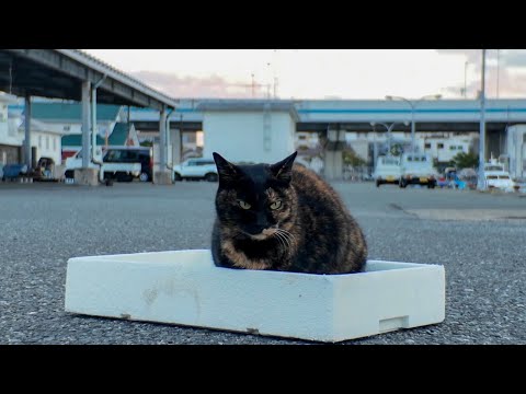 【今週のボツ動画】今週撮った短い未公開動画まとめて公開-unreleased video of this week-2025/1/3w(YouTube)