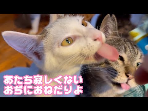 あたち寂しくないニャ  オヂちゃんたちにおねだりするニャ～ン  2025 01 14 2(YouTube)