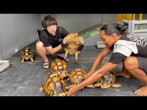 インドネシアでも超有名な【リクガメ繁殖場】がヤバすぎて…圧巻でした！！(YouTube)