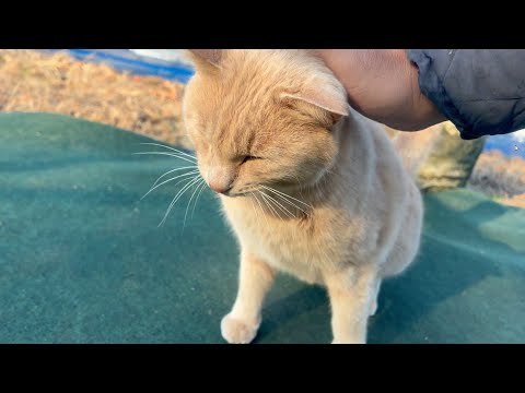 甘えるのが苦手だった猫の意外な行動(YouTube)