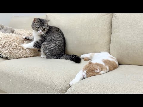 毛繕いしてあげようとしたら大好きな弟に拒絶された猫がショックでこうなっちゃいました…(YouTube)