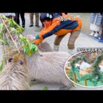 【モル行列も】年末までカピバラに振り回される飼育員【季節外れのクリスマス】(YouTube)