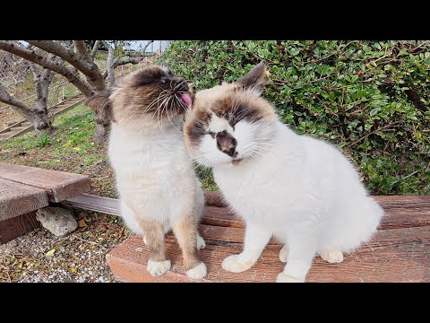 シャム猫カップルが人目を気にせずにイチャイチャする(YouTube)