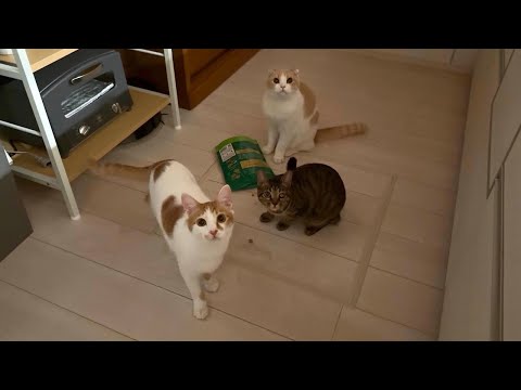 深夜に猫たちがキッチンで何かしてるので見に行ったらまさかのこうなってました…(YouTube)
